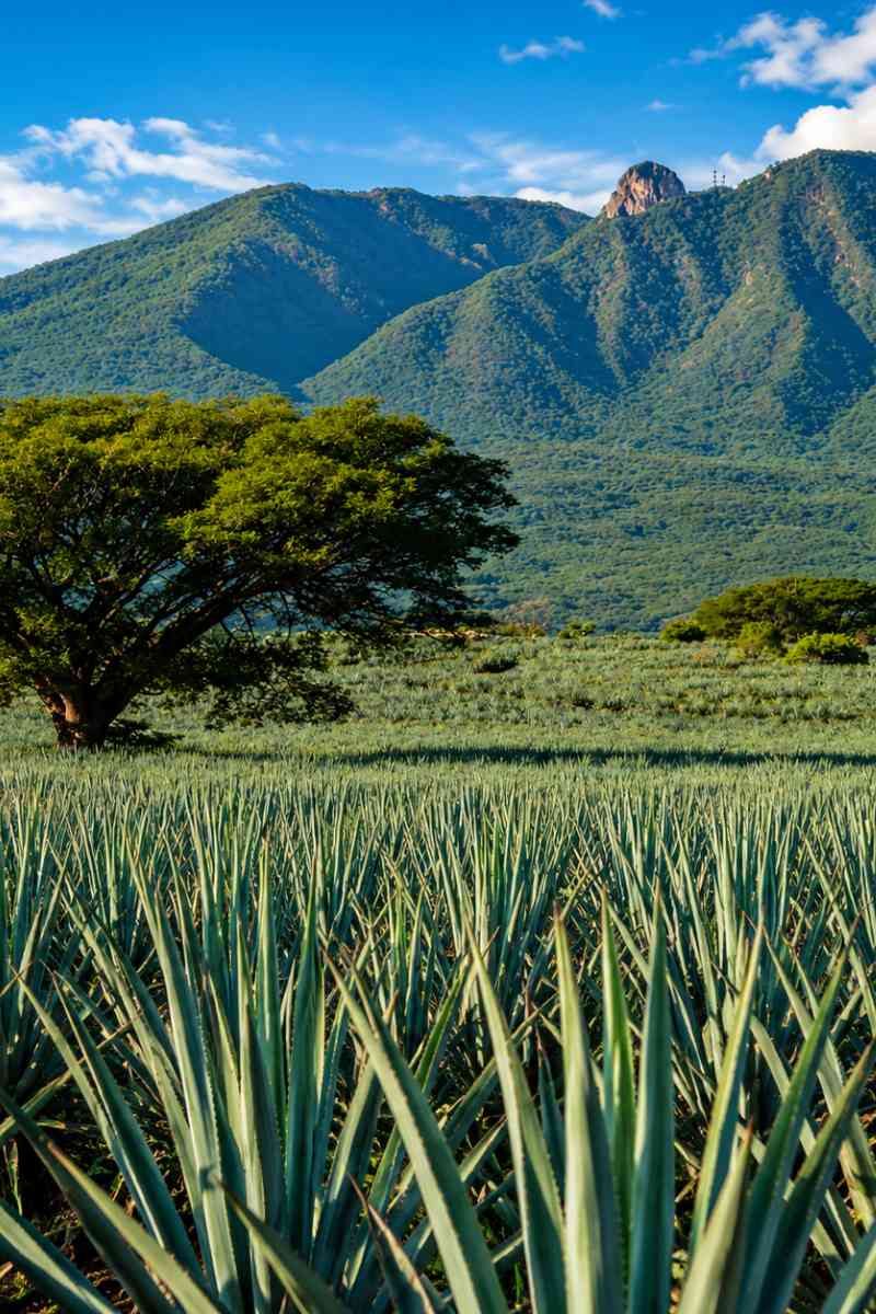 Naturaleza de Jalisco